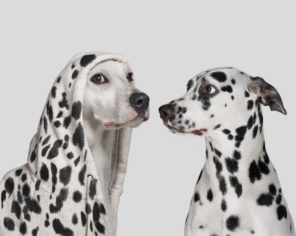 FYI: Impersonators are (still) targeting companies with fake TechCrunch outreach Dalmatian dog startled by white dog wearing hoodie with with spots, pretending to be a Dalmatian