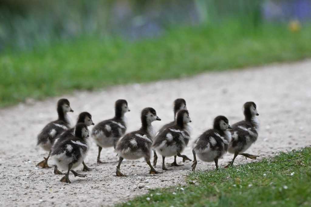 Everything we like is a psyop Everything we like is a psyop