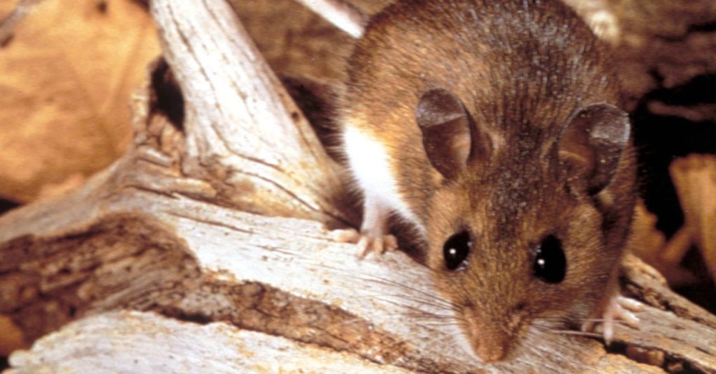 Why the Hantavirus Cruise Ship Outbreak Isn’t Likely to Become a Global Crisis Why the Hantavirus Cruise Ship Outbreak Isn’t Likely to Become a Global Crisis