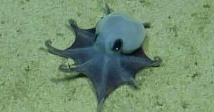 A New Species of Tiny Octopus Was Discovered in the Galápagos Islands A New Species of Tiny Octopus Was Discovered in the Galápagos Islands