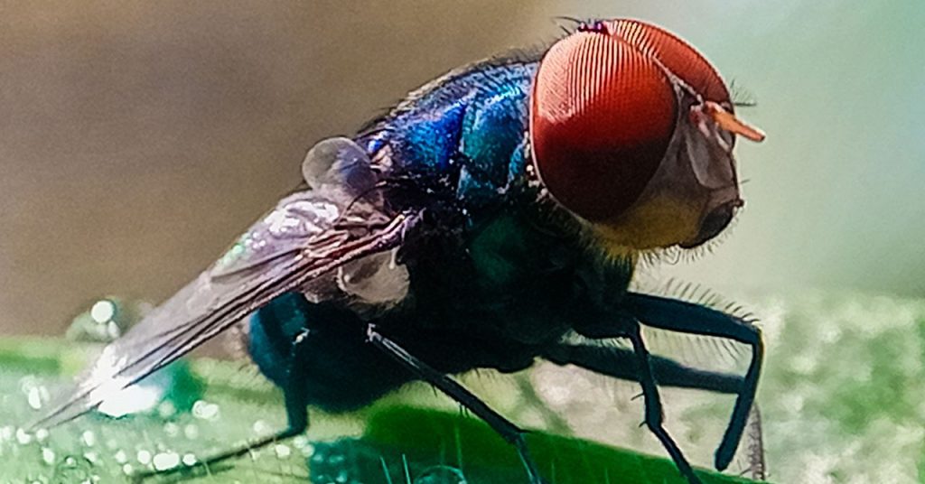 Not to Alarm Anyone, but Flesh-Eating Screwworms Have Entered the US