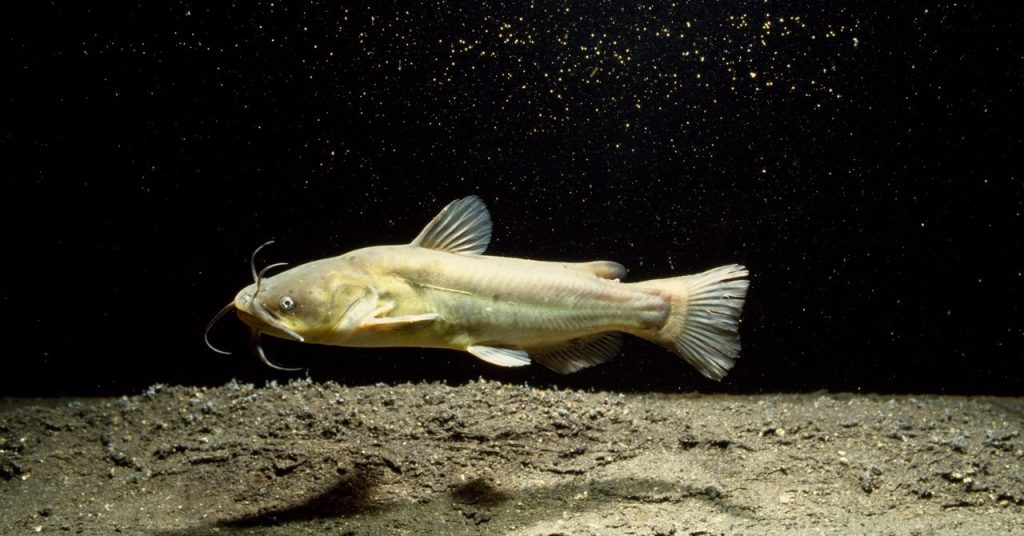 Contagious Cancer Found in North American Catfish