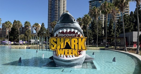How Shark Week Continues to Make a Big Marketing Splash Year After Year How Shark Week Continues to Make a Big Marketing Splash Year After Year